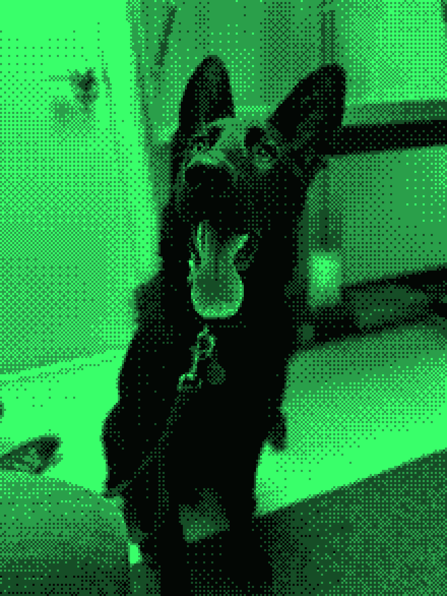 Jedi sitting at the vet with his tongue out